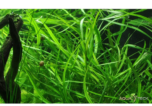 Hygrophila costata aqua-teck