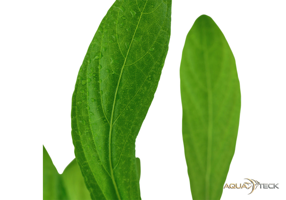 Hygrophila costata aqua-teck