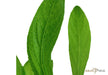 Hygrophila costata aqua-teck