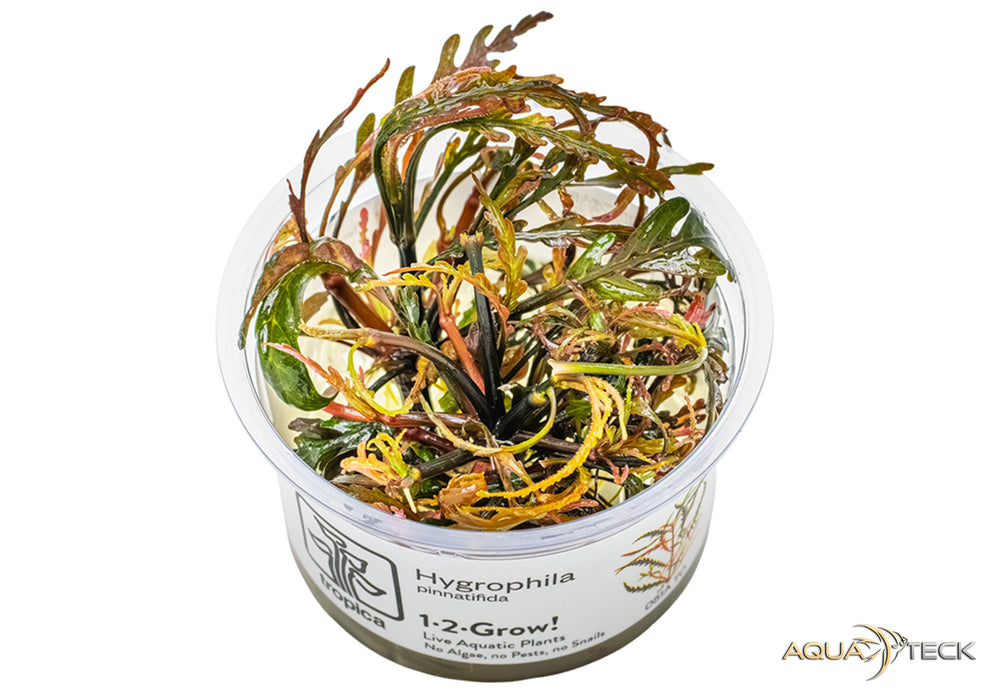 Hygrophila pinnatifida (InVitro)