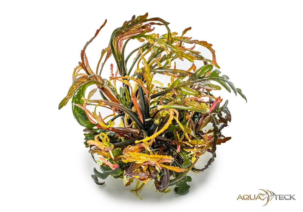 Hygrophila pinnatifida (InVitro)