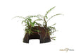 Hygrophila pinnatifida auf Kokosnussschale