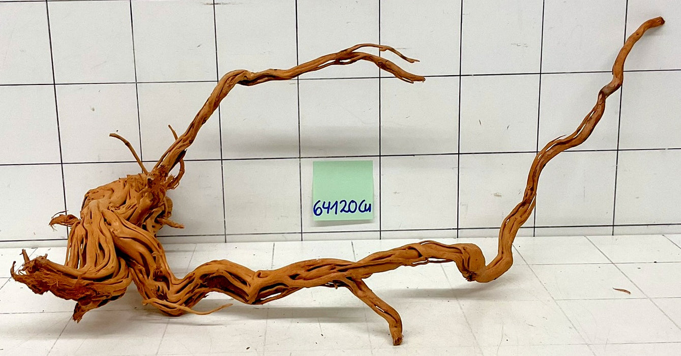 64120Cu - Curlwood Wurzel Holz