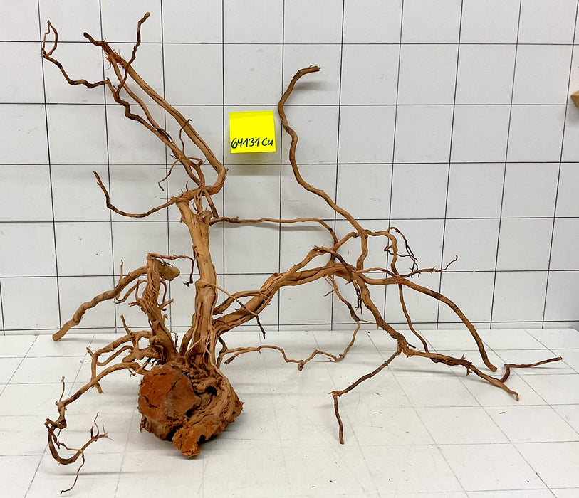 64131Cu - Curlwood Wurzel Holz