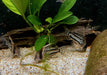 Augenstrichpanzerwels CW28 - XL-Showtiere - Corydoras schwartzi High Fin aqua-teck
