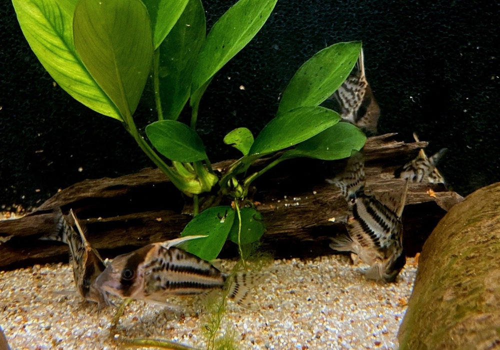 Augenstrichpanzerwels CW28 - XL-Showtiere - Corydoras schwartzi High Fin aqua-teck