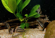 Augenstrichpanzerwels CW28 - XL-Showtiere - Corydoras schwartzi High Fin aqua-teck