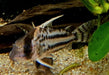 Augenstrichpanzerwels CW28 - XL-Showtiere - Corydoras schwartzi High Fin aqua-teck