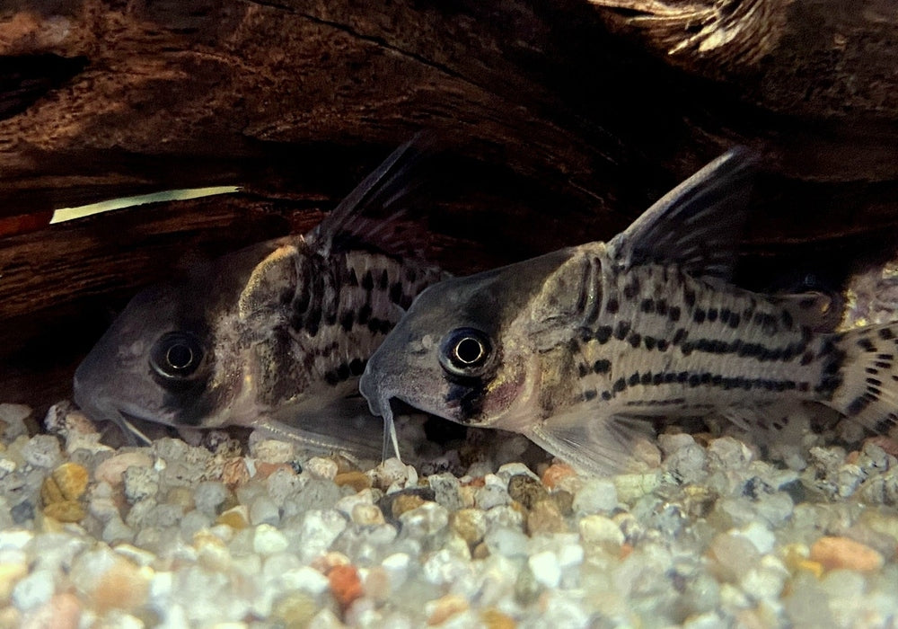 Augenstrichpanzerwels CW28 - XL-Showtiere - Corydoras schwartzi High Fin aqua-teck