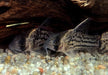 Augenstrichpanzerwels CW28 - XL-Showtiere - Corydoras schwartzi High Fin aqua-teck