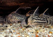 Augenstrichpanzerwels CW28 - XL-Showtiere - Corydoras schwartzi High Fin aqua-teck