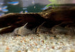 Augenstrichpanzerwels CW28 - XL-Showtiere - Corydoras schwartzi High Fin aqua-teck