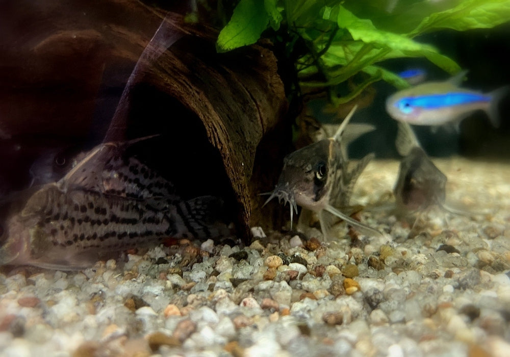 Augenstrichpanzerwels CW28 - XL-Showtiere - Corydoras schwartzi High Fin aqua-teck