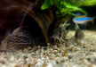 Augenstrichpanzerwels CW28 - XL-Showtiere - Corydoras schwartzi High Fin aqua-teck