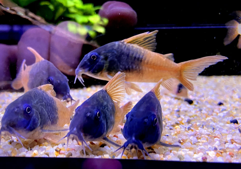 CW217 Rio Tomo Panzerwels - Hoplisoma sp. aff. concolor Rio Tomo CW217