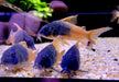 CW217 Rio Tomo Panzerwels - Hoplisoma sp. aff. concolor Rio Tomo CW217