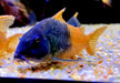 CW217 Rio Tomo Panzerwels - Hoplisoma sp. aff. concolor Rio Tomo CW217