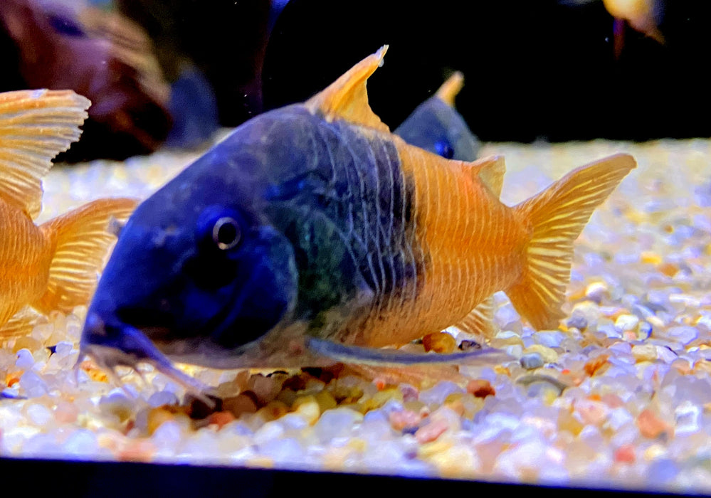 CW217 Rio Tomo Panzerwels - Hoplisoma sp. aff. concolor Rio Tomo CW217