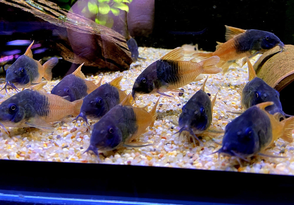 CW217 Rio Tomo Panzerwels - Hoplisoma sp. aff. concolor Rio Tomo CW217