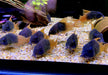 CW217 Rio Tomo Panzerwels - Hoplisoma sp. aff. concolor Rio Tomo CW217