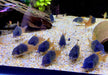 CW217 Rio Tomo Panzerwels - Hoplisoma sp. aff. concolor Rio Tomo CW217
