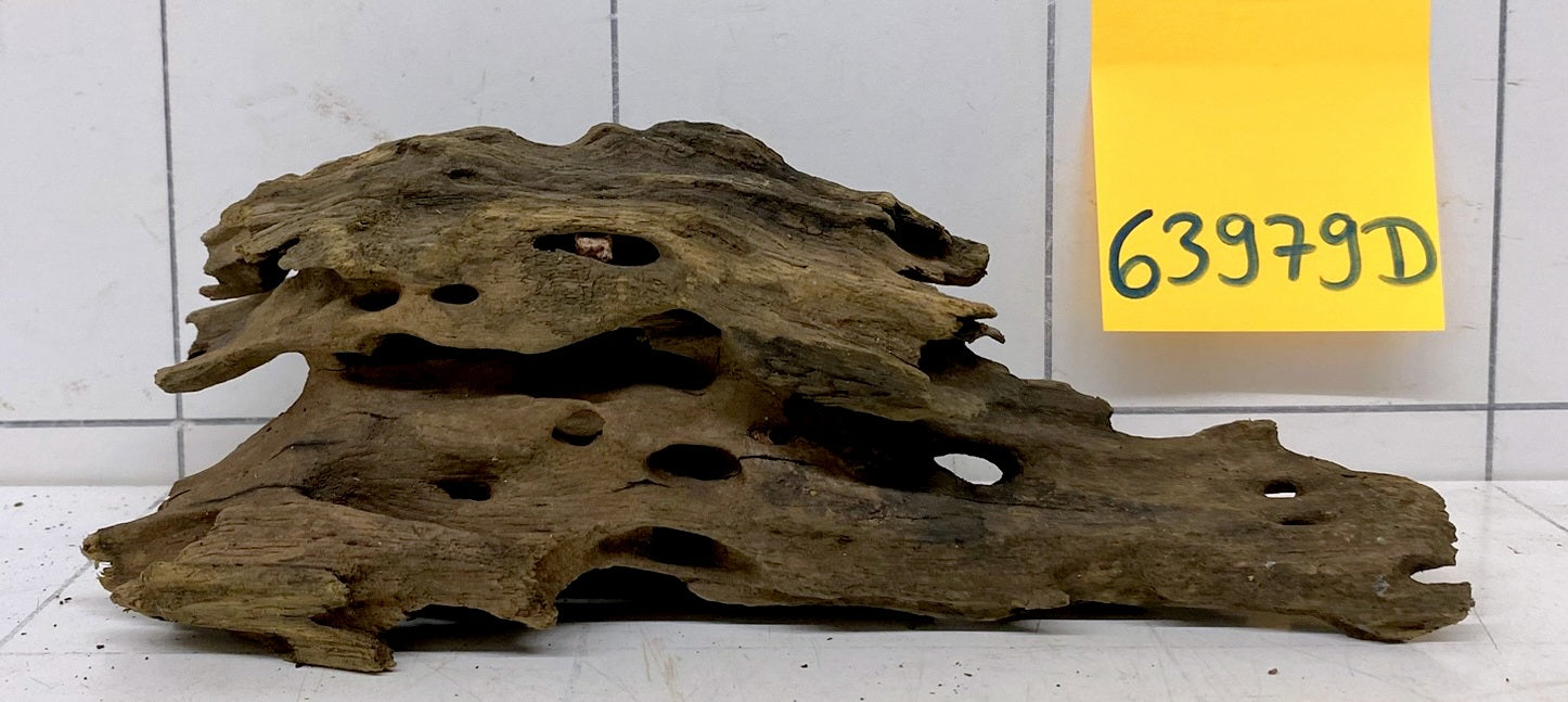 63979D - Drachenholz / Dragonwood