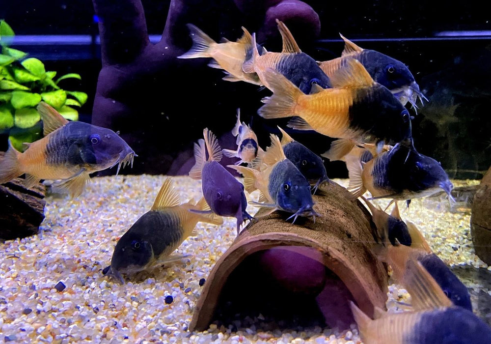 CW217 Rio Tomo Panzerwels - Hoplisoma sp. aff. concolor Rio Tomo CW217