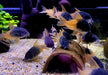 CW217 Rio Tomo Panzerwels - Hoplisoma sp. aff. concolor Rio Tomo CW217
