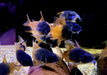 CW217 Rio Tomo Panzerwels - Hoplisoma sp. aff. concolor Rio Tomo CW217