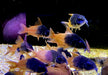 CW217 Rio Tomo Panzerwels - Hoplisoma sp. aff. concolor Rio Tomo CW217