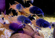 CW217 Rio Tomo Panzerwels - Hoplisoma sp. aff. concolor Rio Tomo CW217