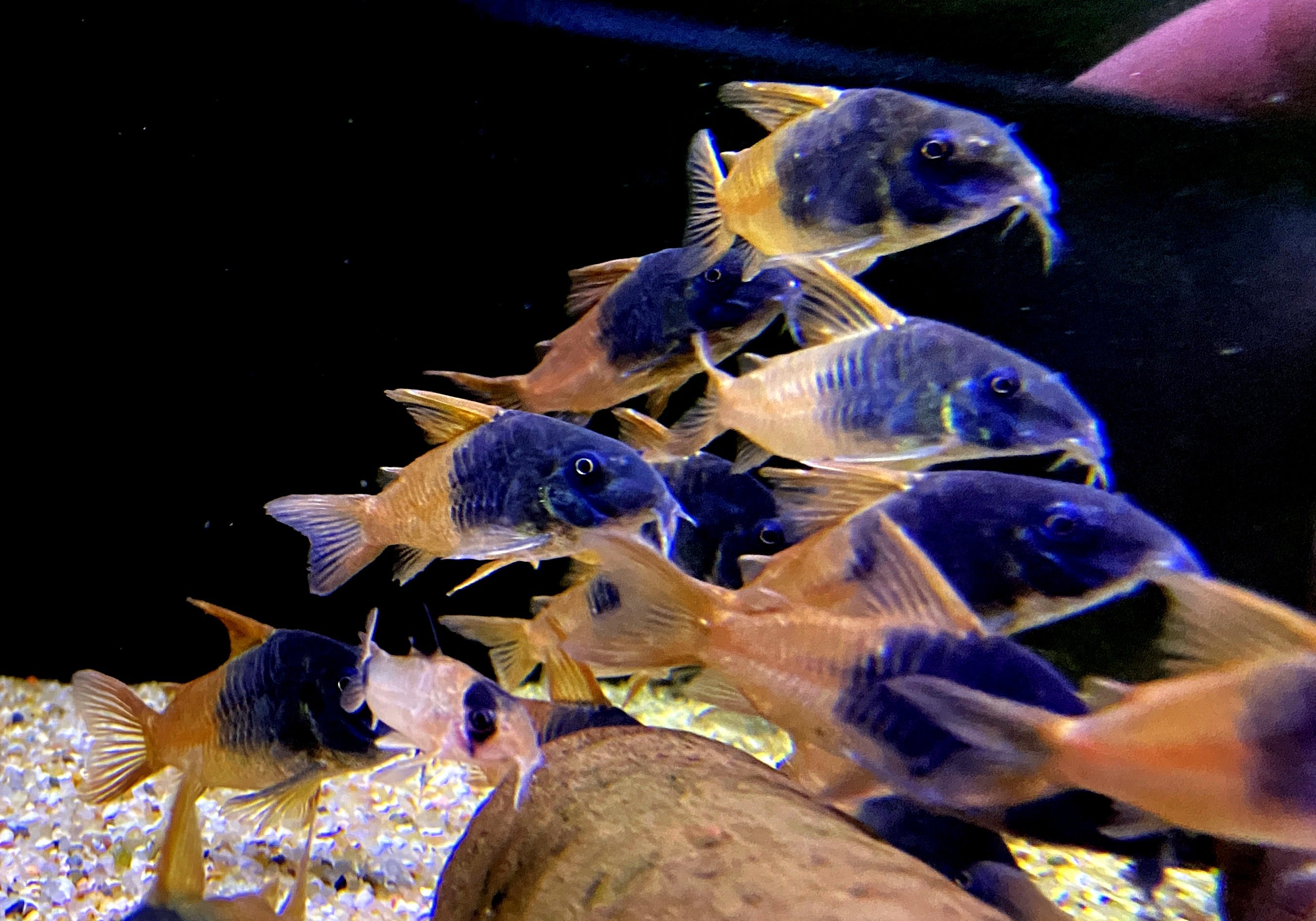 CW217 Rio Tomo Panzerwels - Hoplisoma sp. aff. concolor Rio Tomo CW217