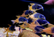 CW217 Rio Tomo Panzerwels - Hoplisoma sp. aff. concolor Rio Tomo CW217