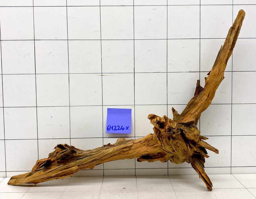 64226X - XINGU Wood Wurzelholz mit geschnittener Grundfläche