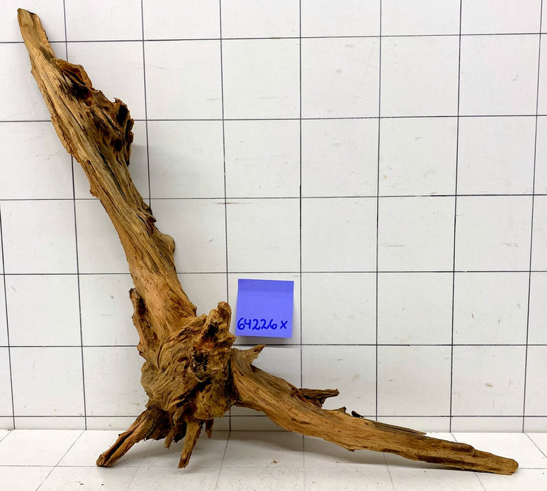 64226X - XINGU Wood Wurzelholz mit geschnittener Grundfläche