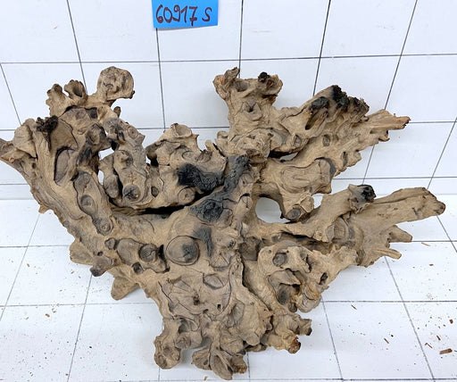 60917S Samoa Wurzel Holz XL