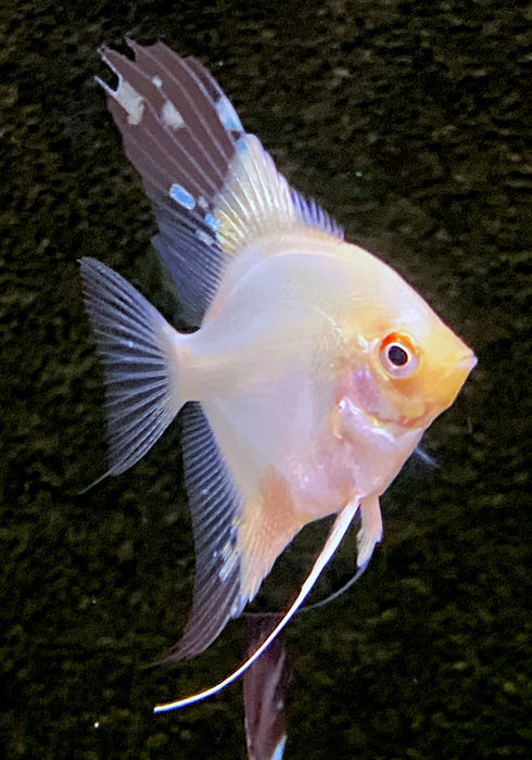 White Paraiba Skalar - Pterophyllum scalare