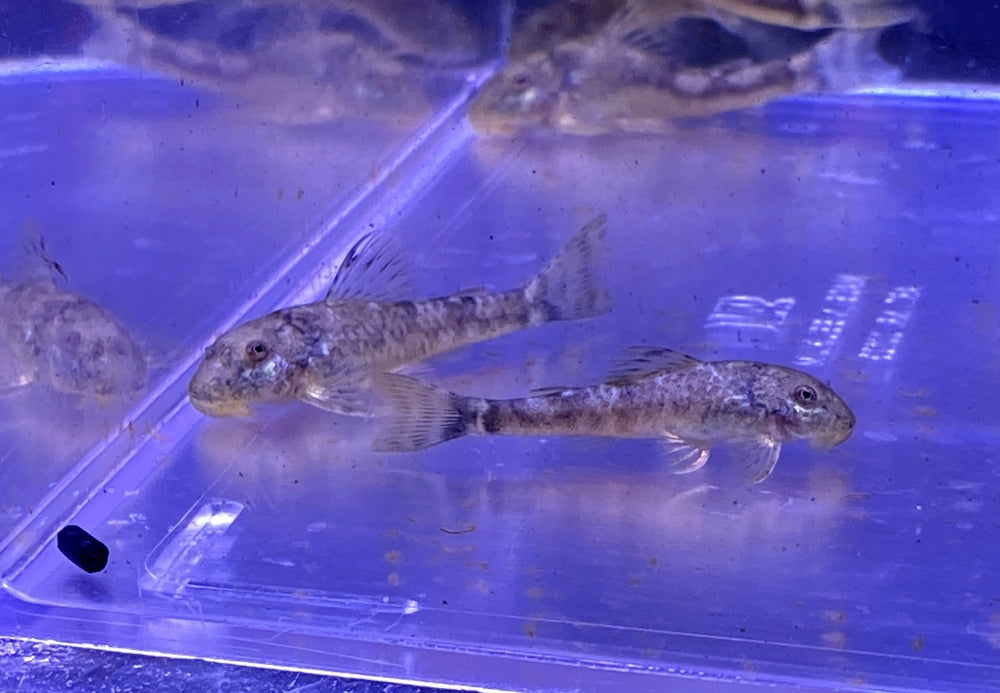 WIEDER DA! - LDA25 Pitbull Pleco - Parotocinclus jumbo aqua-teck