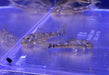WIEDER DA! - LDA25 Pitbull Pleco - Parotocinclus jumbo aqua-teck