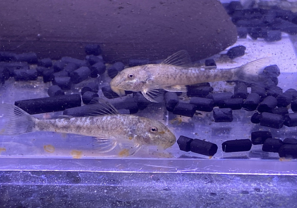 WIEDER DA! - LDA25 Pitbull Pleco - Parotocinclus jumbo aqua-teck