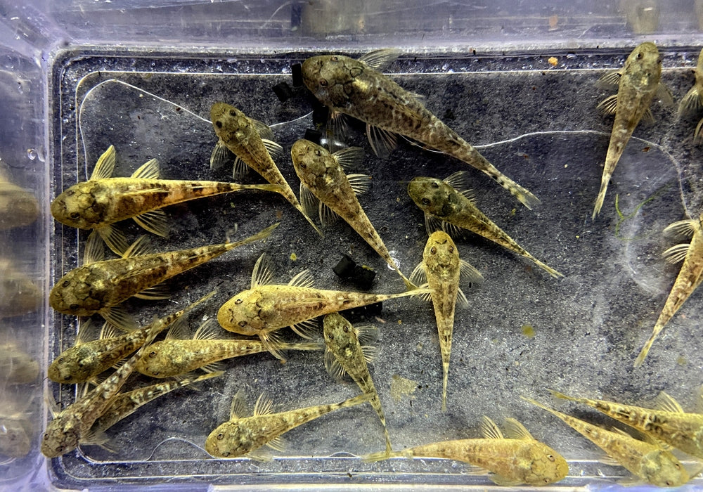 WIEDER DA! - LDA25 Pitbull Pleco - Parotocinclus jumbo aqua-teck