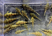 WIEDER DA! - LDA25 Pitbull Pleco - Parotocinclus jumbo aqua-teck