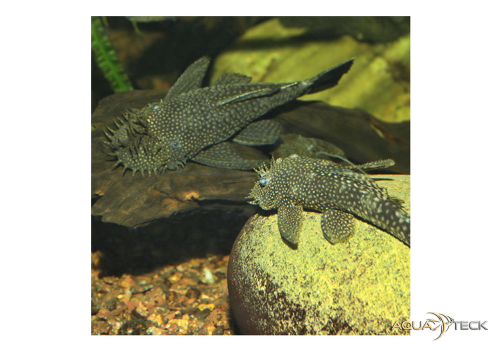 JBL PRONOVO PLECO WAFER XL 250ml aqua-teck