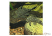 JBL PRONOVO PLECO WAFER XL 250ml aqua-teck