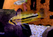 Kakaduzwergbuntbarsch doppel-rot - Apistogramma cacatoides