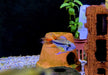 Kakaduzwergbuntbarsch doppel-rot - Apistogramma cacatoides