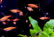 Kardinalbarbe  Kardinalfisch 'Gold' - Tanichthys albonubes Gold