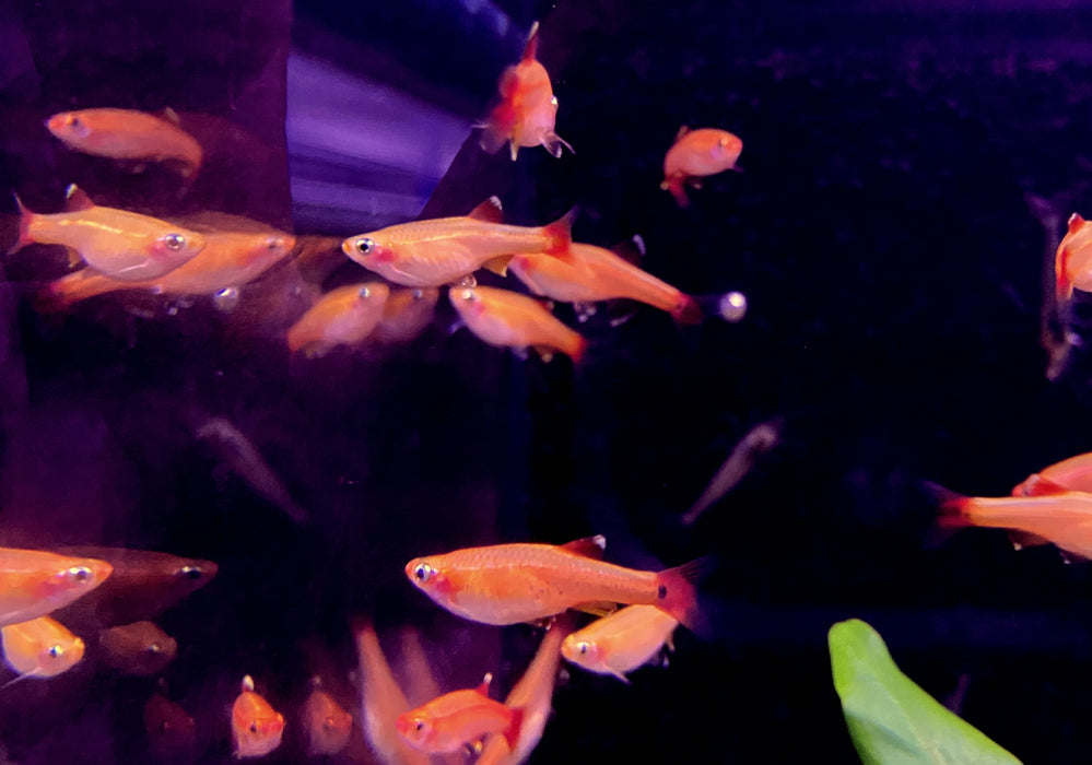 Kardinalbarbe  Kardinalfisch 'Gold' - Tanichthys albonubes Gold