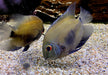 Keilfleckbuntbarsch - Uaru amphiacanthoides