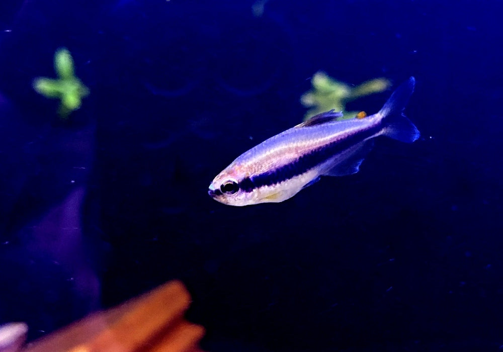 Königssalmler - Inpaichthys kerri aqua-teck